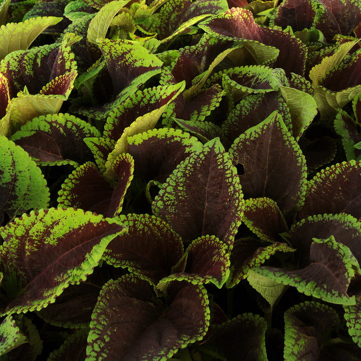 Coleus, Kong Jr. Scarlet, Live Specialty Annual Plant, 5" Pot