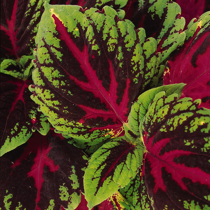 Coleus, Kong Red, Live Specialty Annual Plant, 5" Pot