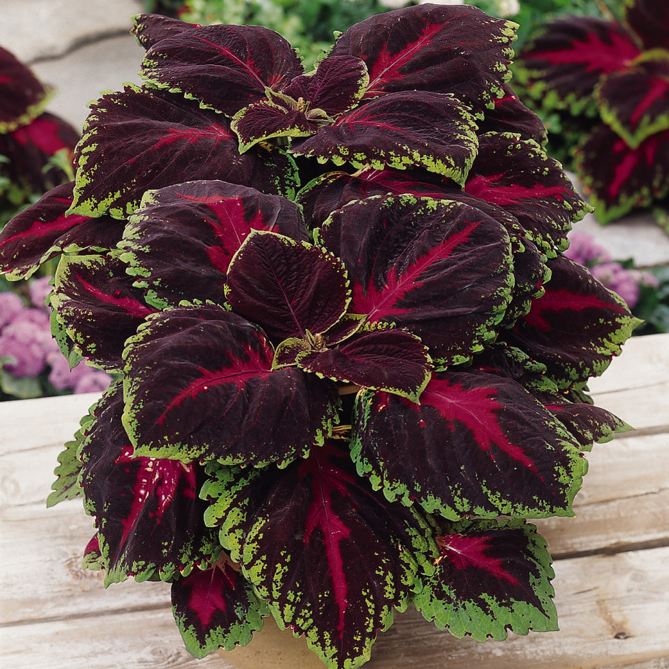 Coleus, Kong Red, Live Specialty Annual Plant, 5" Pot