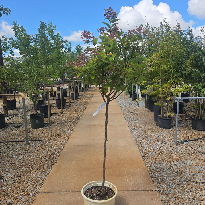 Hydrangea Quick Free Tree, 7 Gal