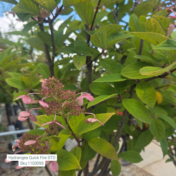 Hydrangea Quick Free Tree, 7 Gal