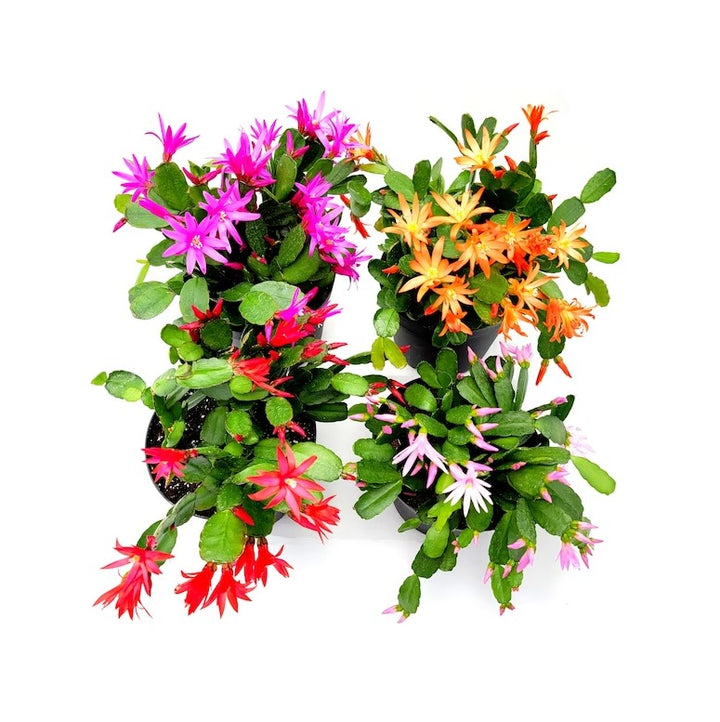 Easter Cactus, Rhipsalidopsis, Assorted and Sold Individually, 4"