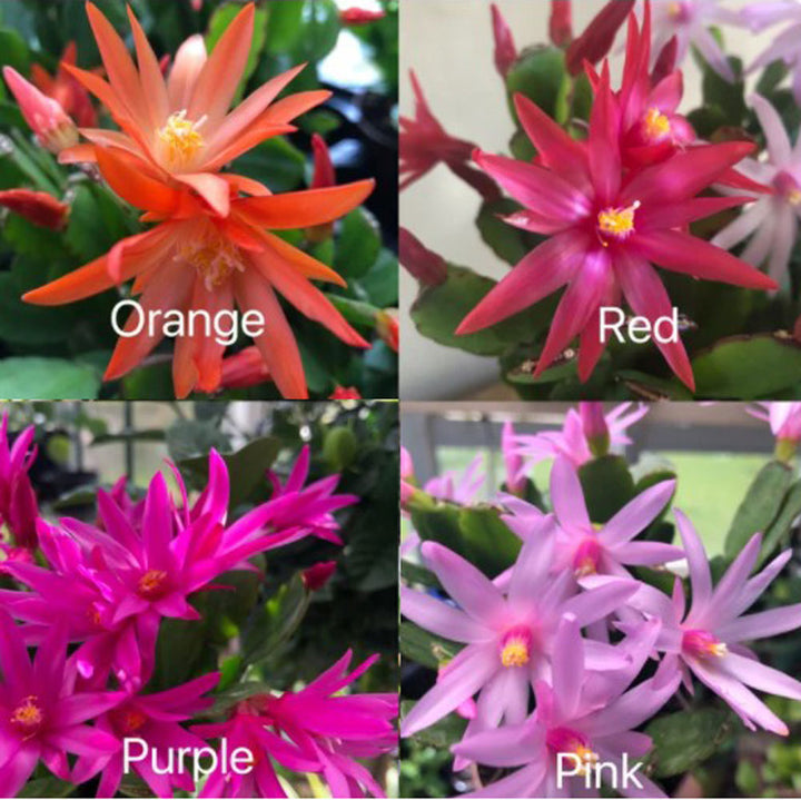 Easter Cactus, Rhipsalidopsis, Assorted and Sold Individually, 4"