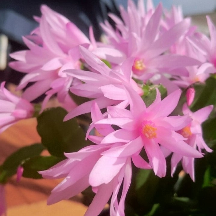 Easter Cactus, Rhipsalidopsis, Assorted and Sold Individually, 4"