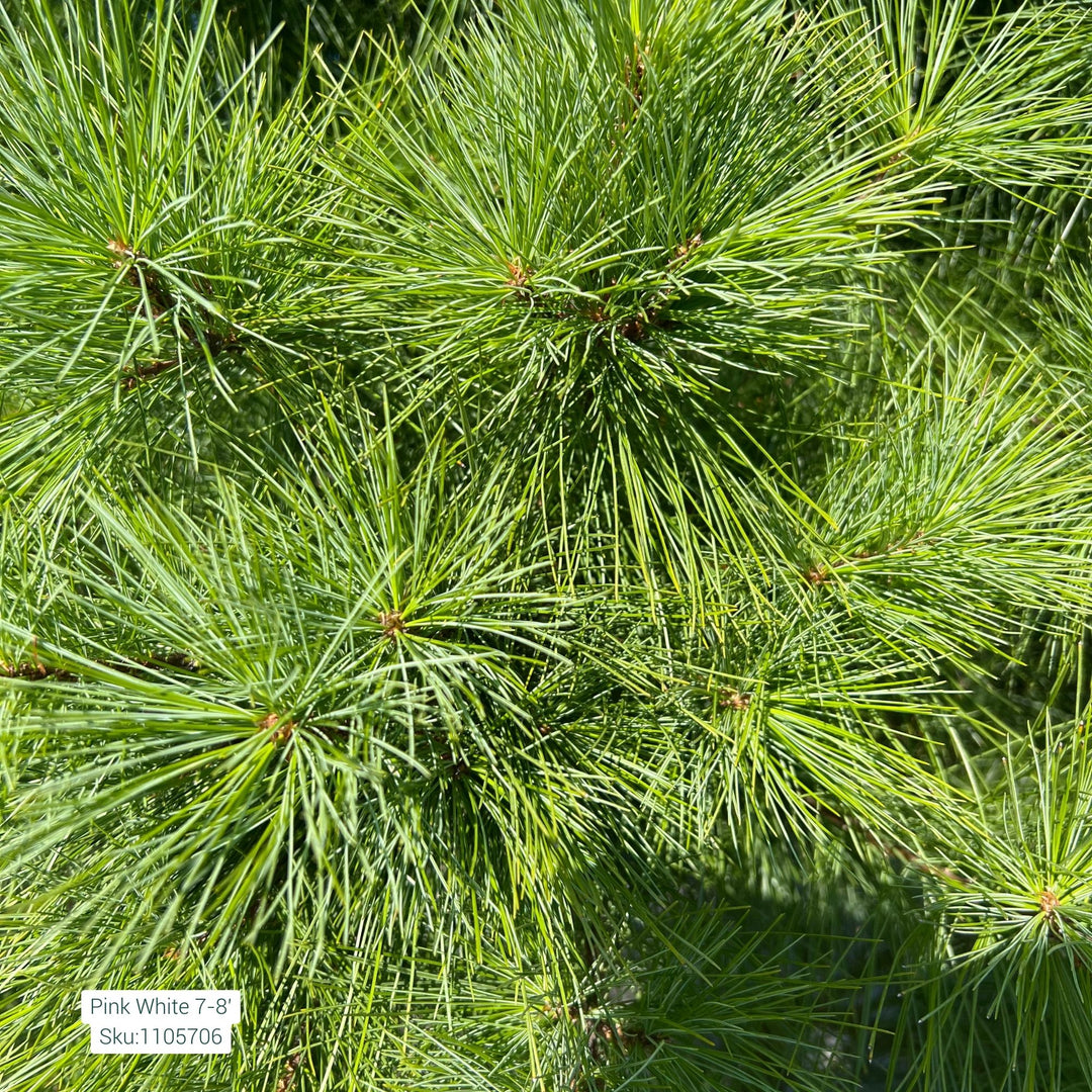 White Pine Tree, 7-8ft