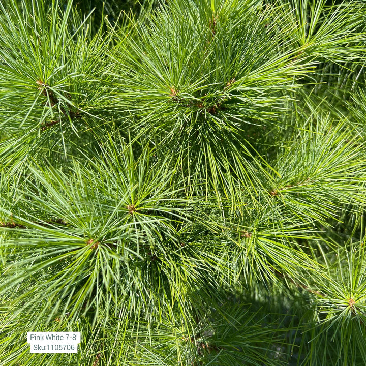 White Pine Tree, 7-8ft