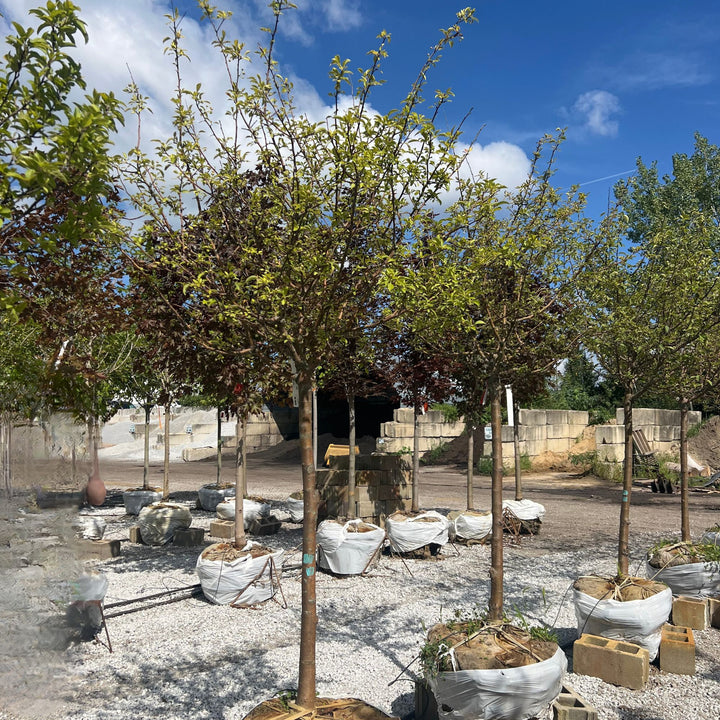 'Firebird' Crabapple Tree, 2" Caliper