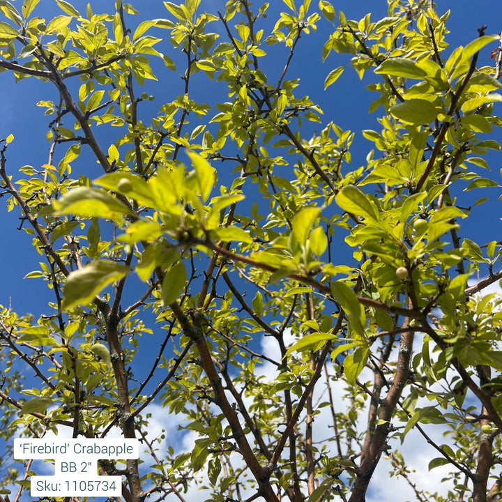 'Firebird' Crabapple Tree, 2" Caliper