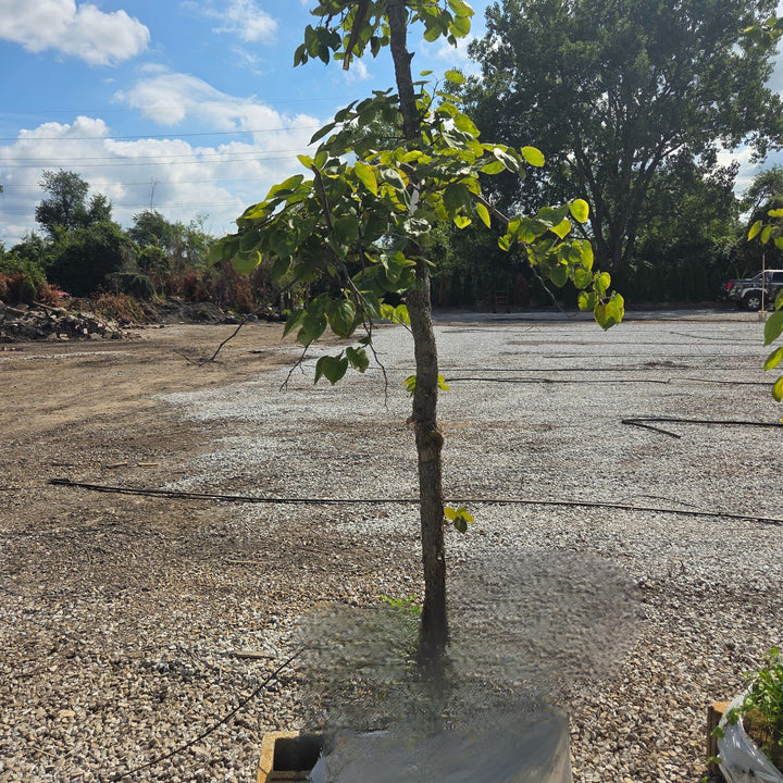 'Pink Heartbreaker' Redbud - Cercis canadensis - 2" Caliper Ball & Burlap Tree