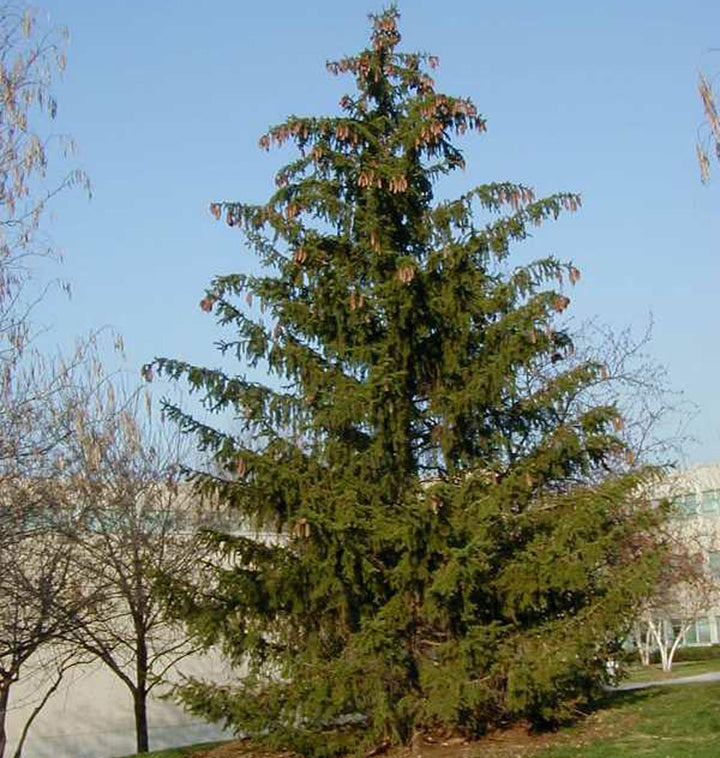 Norway Spruce - Picea abies - 7 Foot Ball & Burlap Tree