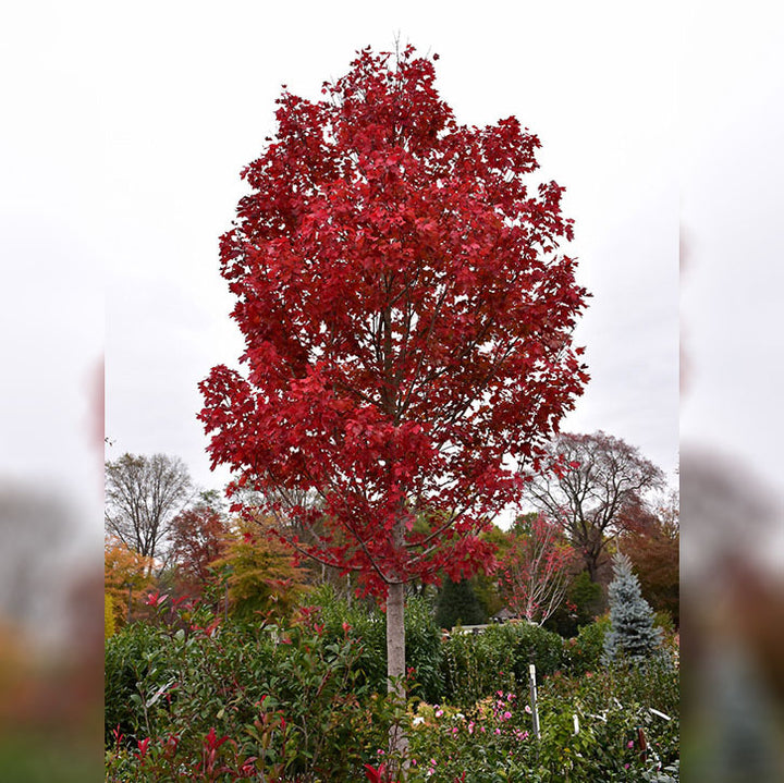 Red Maple Tree, October Glory, B&B, 3" Caliper