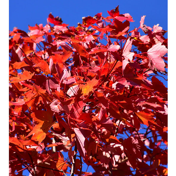 Red Maple Tree, October Glory, B&B, 2" Caliper