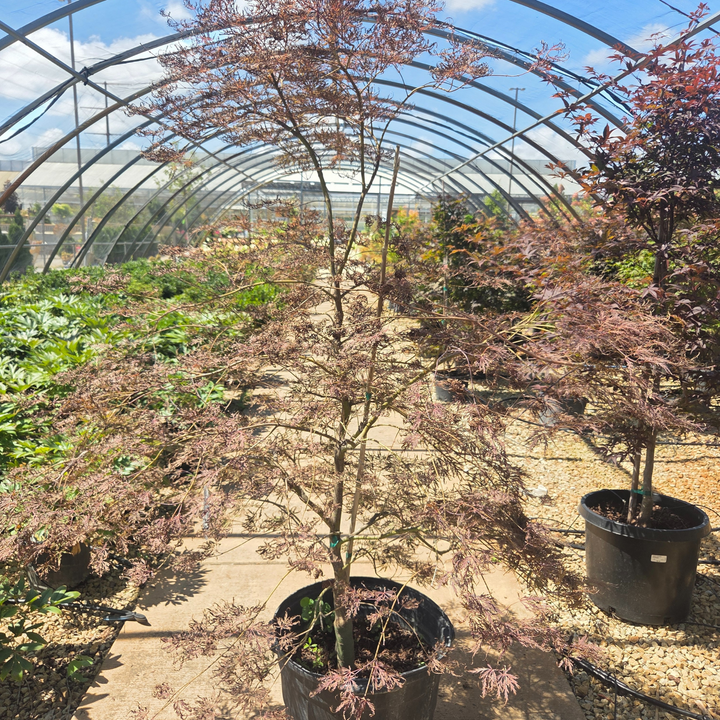 Japanese Maple Crimson Queen Tree, 15 Gal.