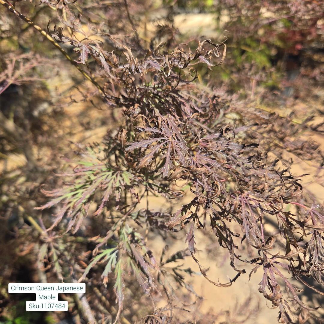 Japanese Maple Crimson Queen Tree, 15 Gal.
