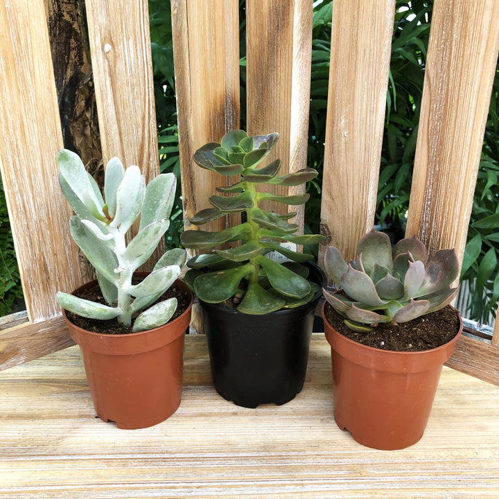 Succulent (Varieties Vary), Live Plant, Sold Individually