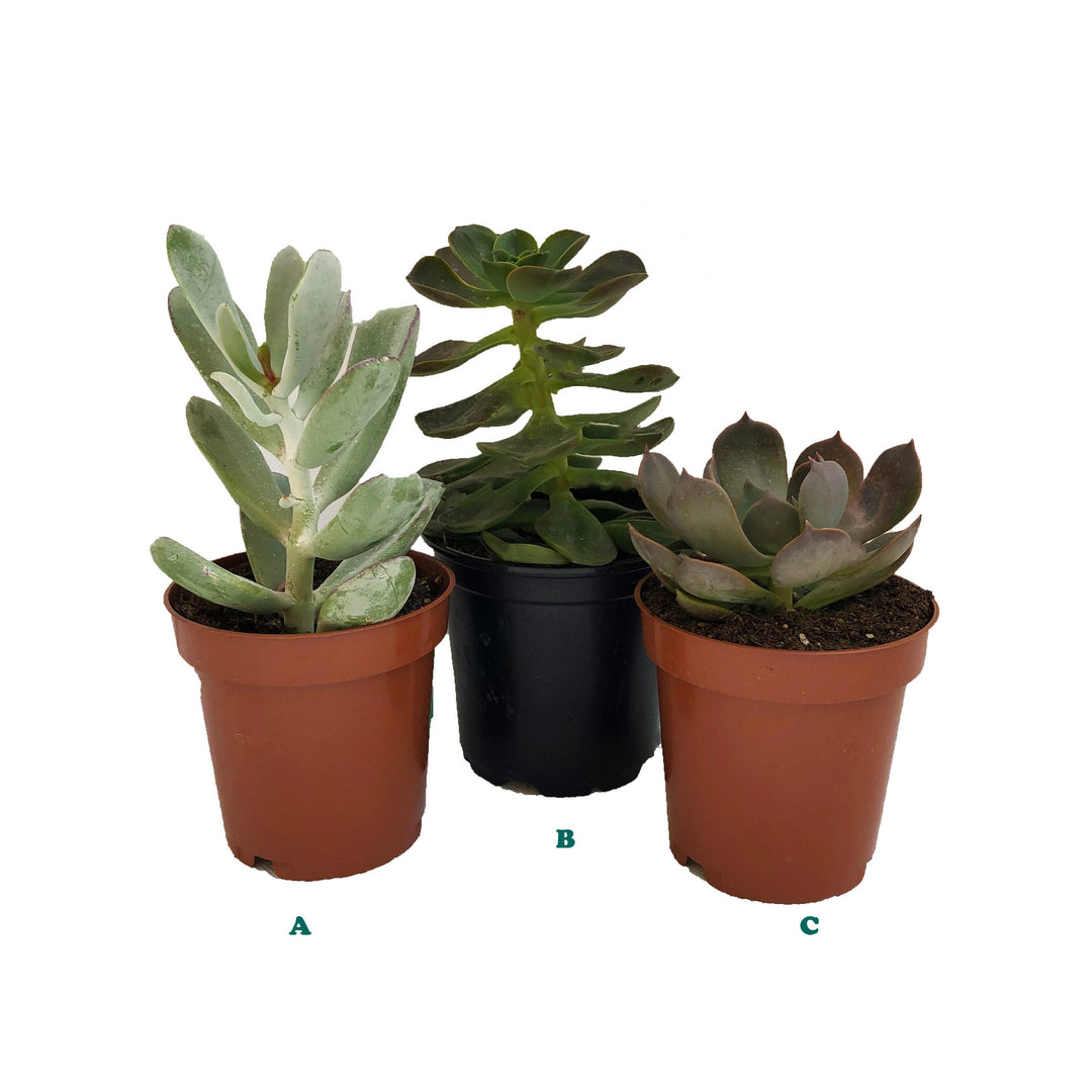 Succulent (Varieties Vary), Live Plant, Sold Individually