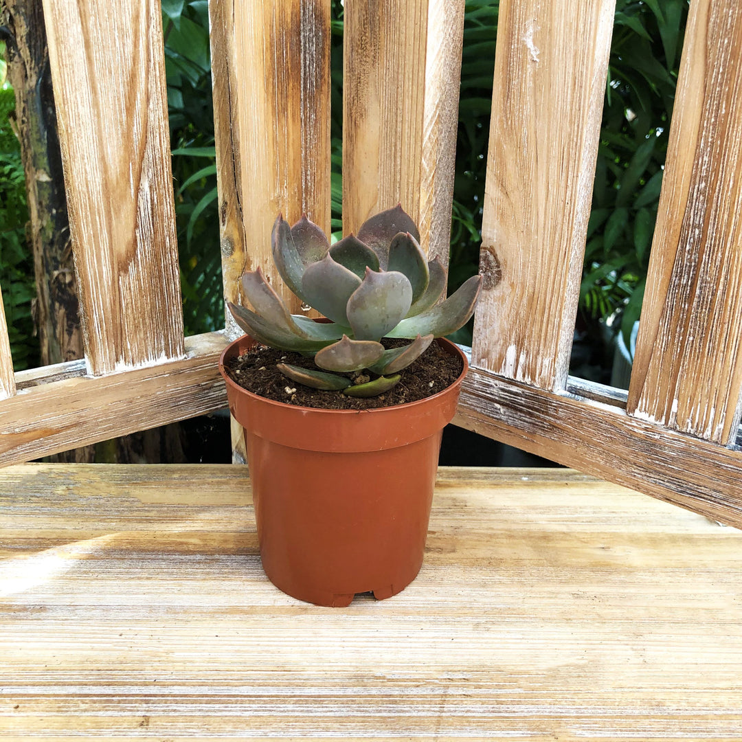 Succulent (Varieties Vary), Live Plant, Sold Individually