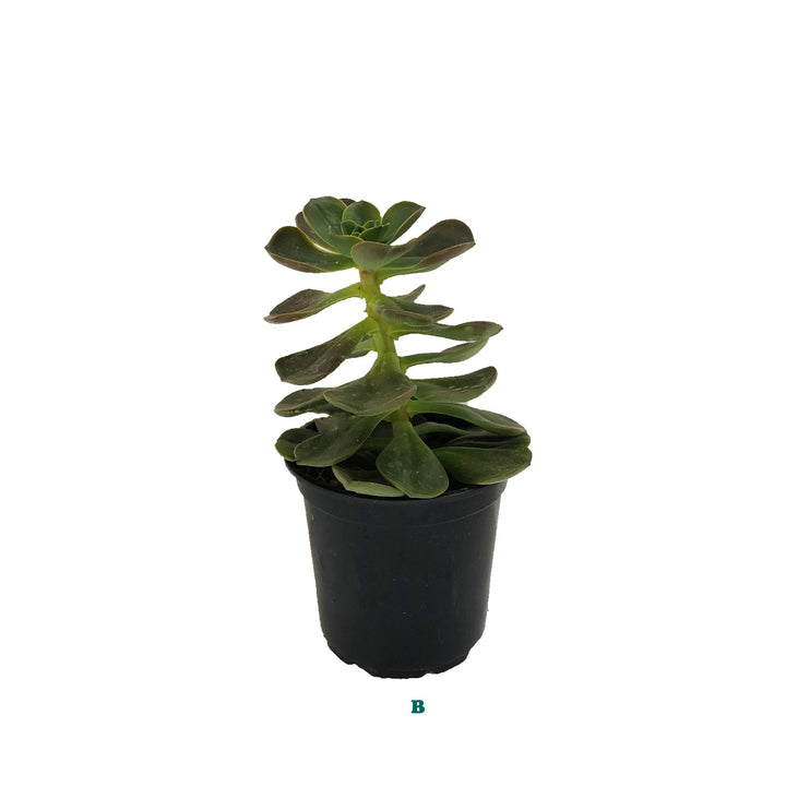 Succulent (Varieties Vary), Live Plant, Sold Individually