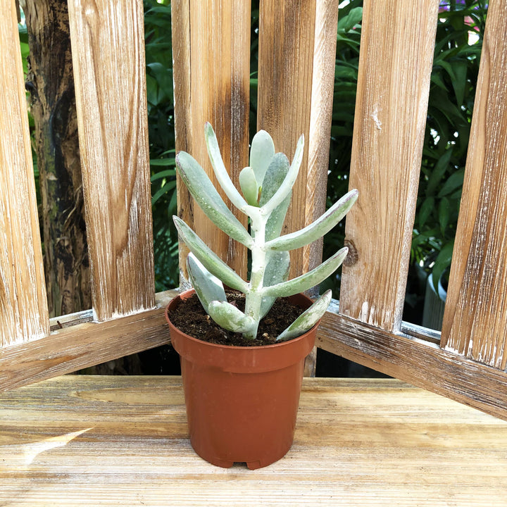 Succulent (Varieties Vary), Live Plant, Sold Individually