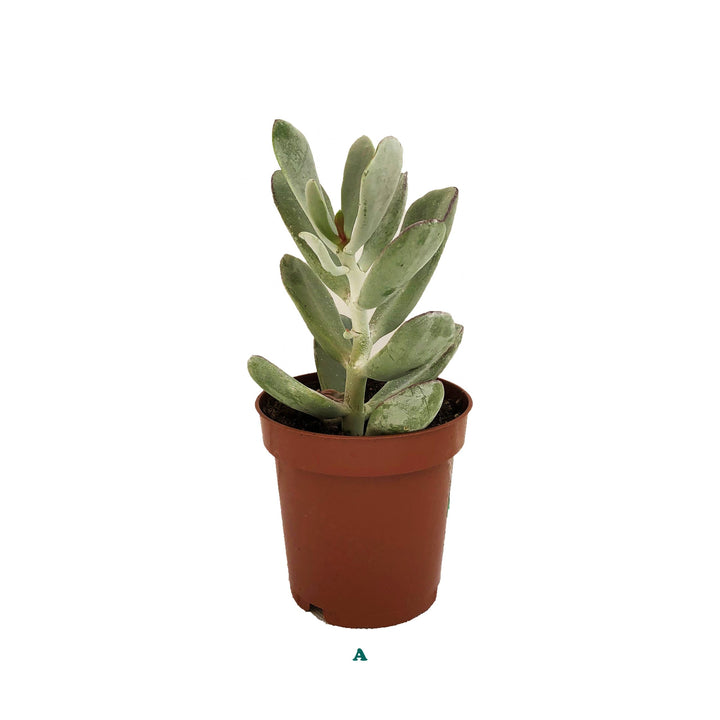 Succulent (Varieties Vary), Live Plant, Sold Individually