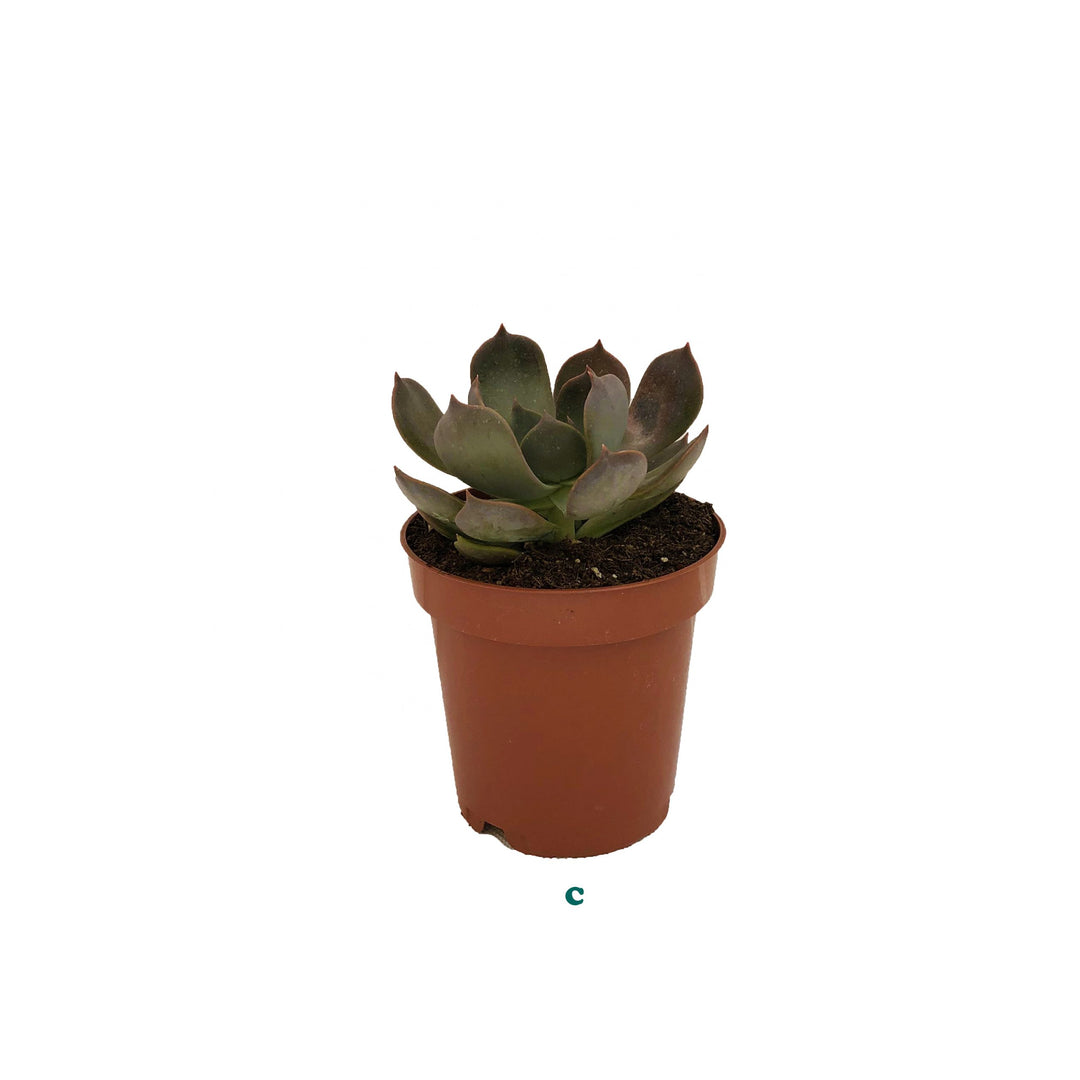 Succulent (Varieties Vary), Live Plant, Sold Individually