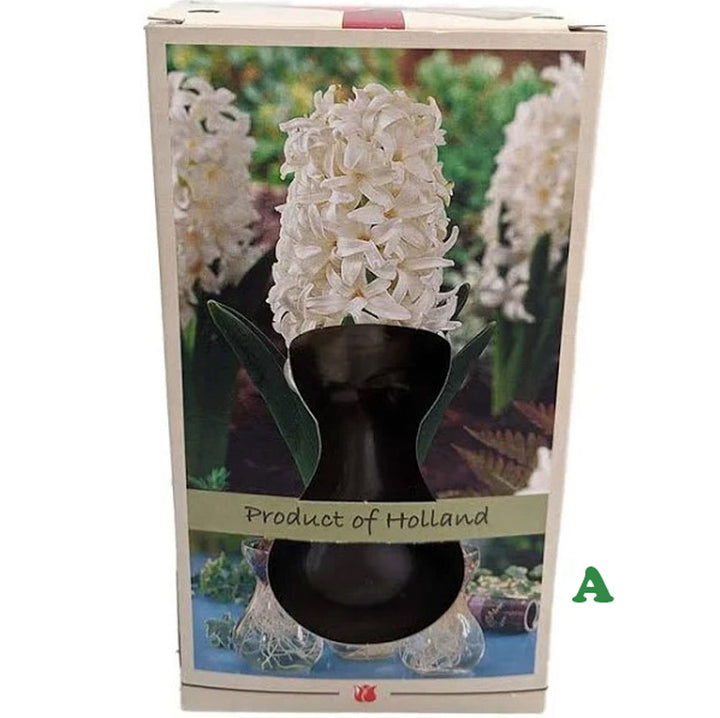 Hyacinth or Paperwhites In Glass Vase, Assorted, Sold Separately