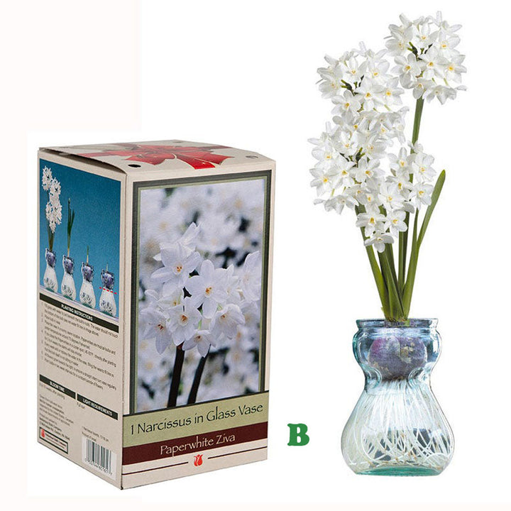 Hyacinth or Paperwhites In Glass Vase, Assorted, Sold Separately