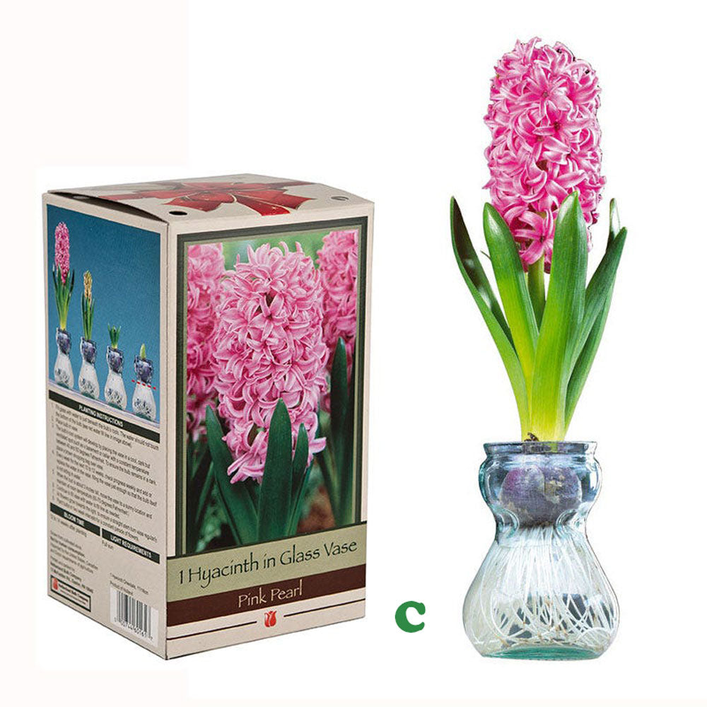 Hyacinth or Paperwhites In Glass Vase, Assorted, Sold Separately