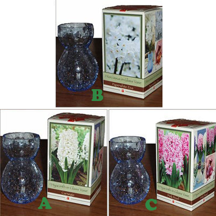 Hyacinth or Paperwhites In Glass Vase, Assorted, Sold Separately