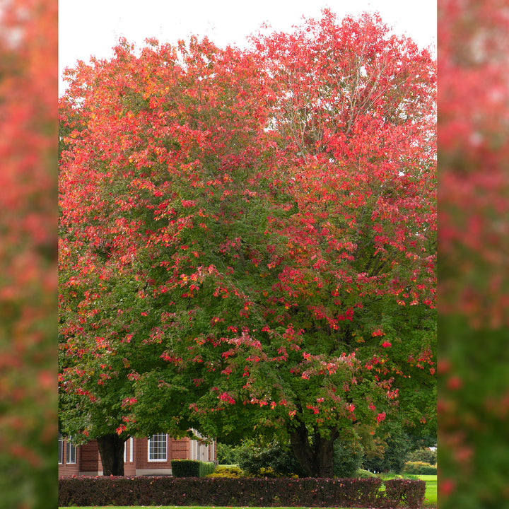 Maple Tree, Red Sunset, B&B, 2" Caliper