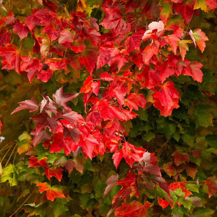 Maple Tree, Red Sunset, B&B, 2" Caliper