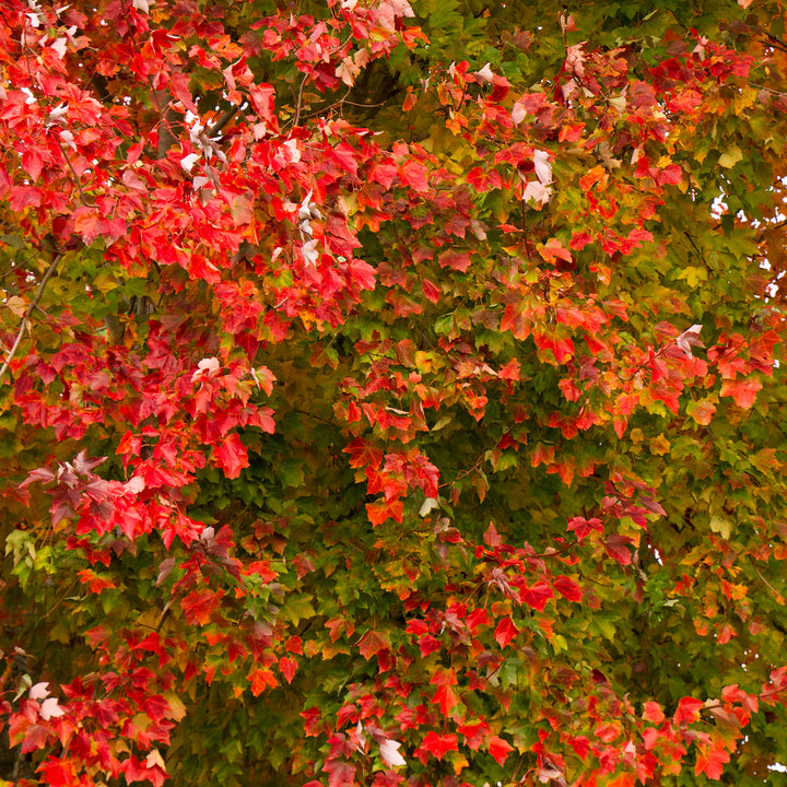 Maple Tree, Red Sunset, B&B, 2" Caliper