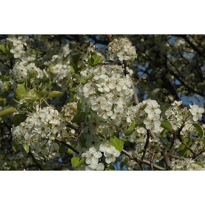 Cleveland Pear Tree, B&B, 2" Caliper