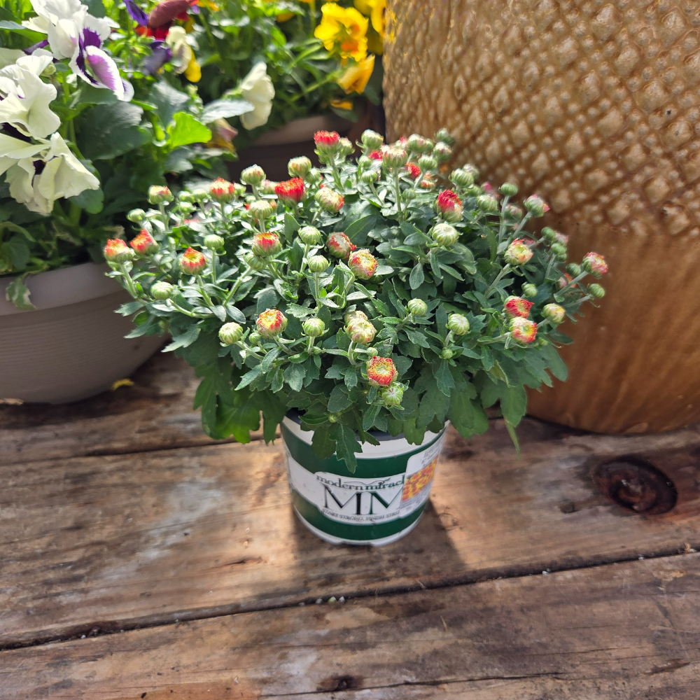 DIY Container - Fall Annual 5 Pack