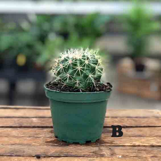 Cactus (Varieties Vary), Live Plant 4 in. Pot