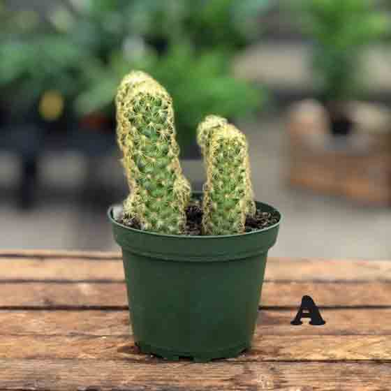 Cactus (Varieties Vary), Live Plant 4 in. Pot