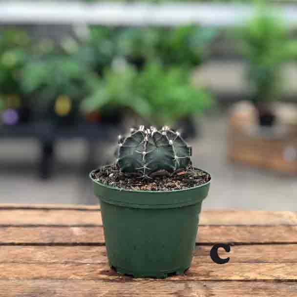 Cactus (Varieties Vary), Live Plant 4 in. Pot