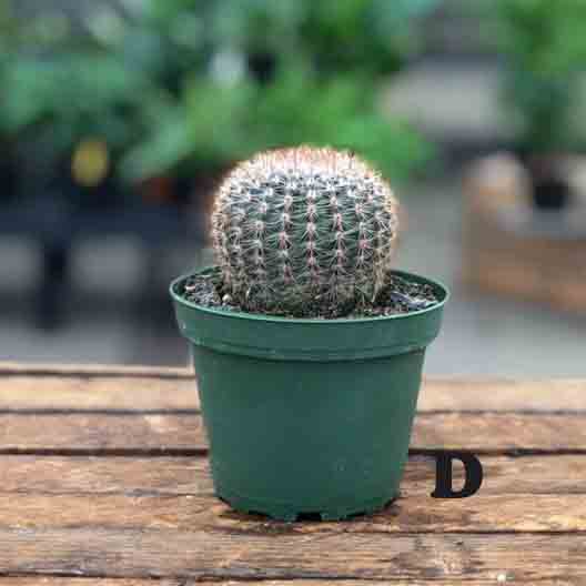 Cactus (Varieties Vary), Live Plant 4 in. Pot