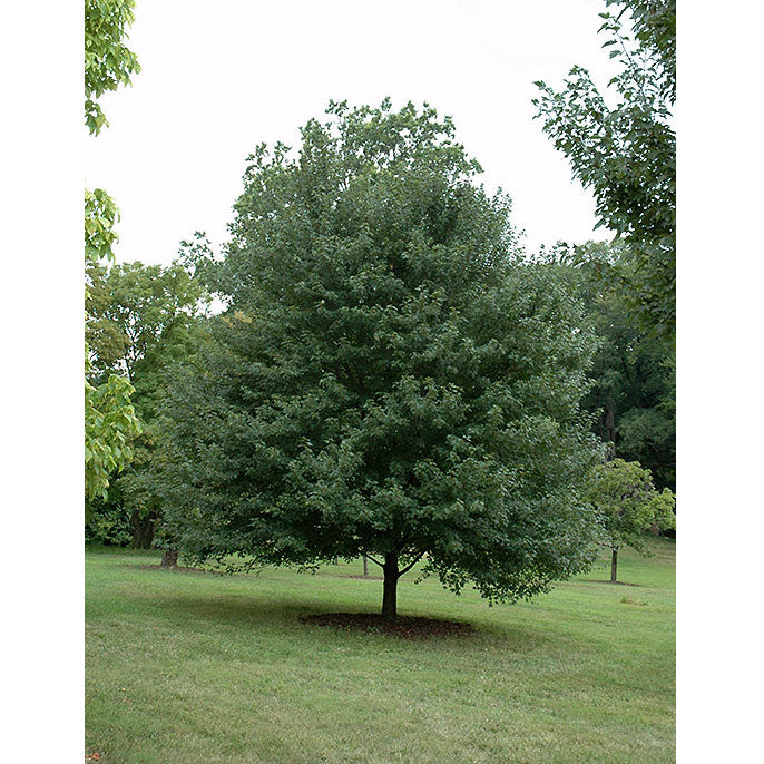 Maple Tree, Sun Valley, B&B 2" Caliper