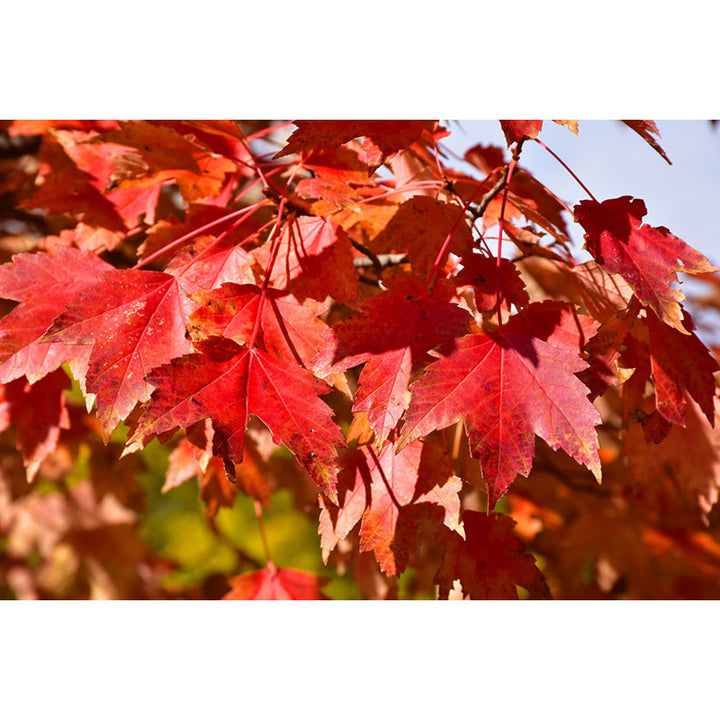 Maple Tree, Sun Valley, B&B 2" Caliper