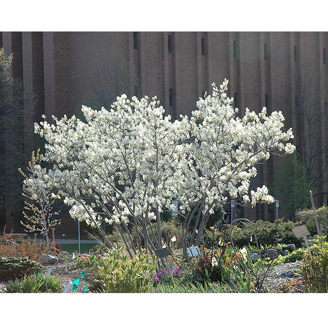Serviceberry Tree, Autumn Brilliance, B&B, 6 ft. Multi-Stem