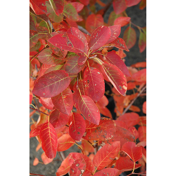 Serviceberry Tree, Autumn Brilliance, B&B, 6 ft. Multi-Stem