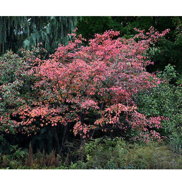 Serviceberry Tree, Autumn Brilliance, B&B, 6 ft. Multi-Stem