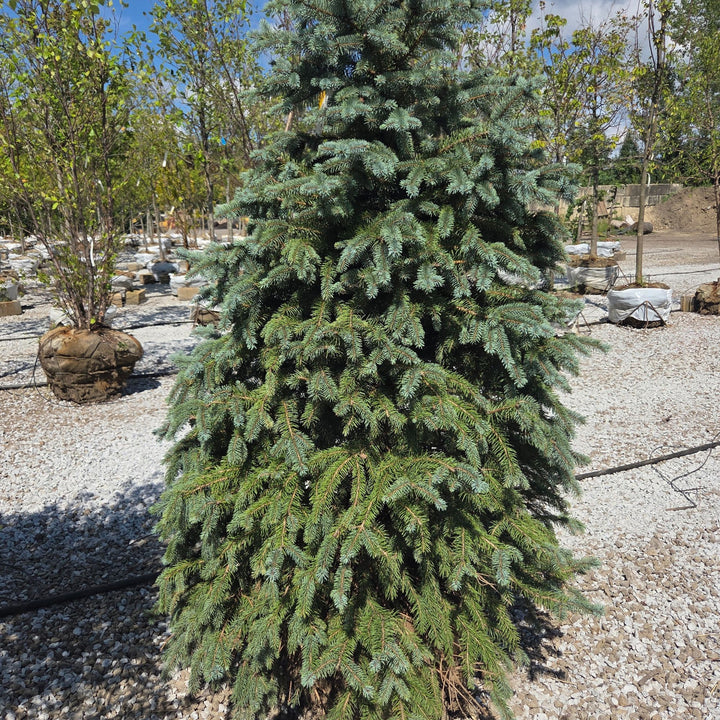 5-6 ft Baby Blue Spruce, B&B