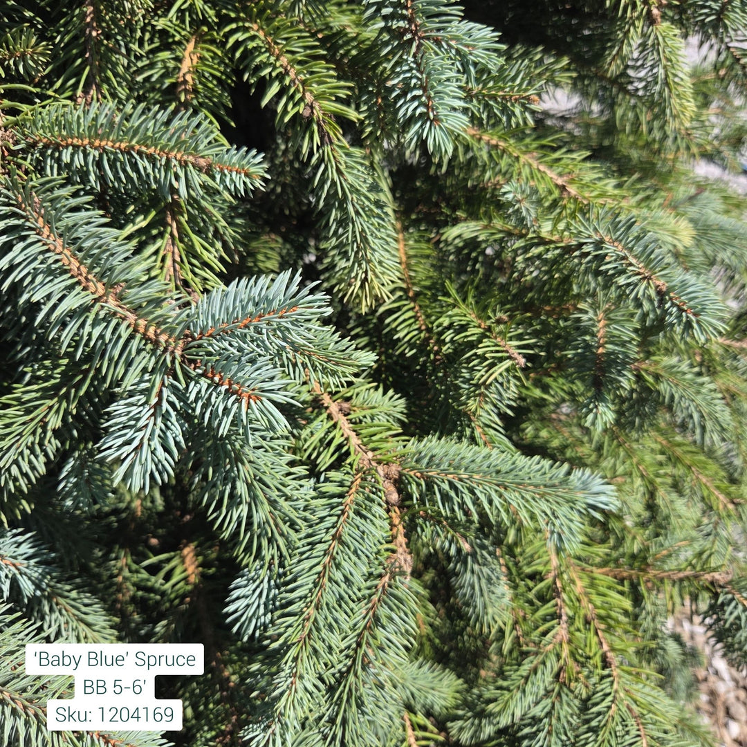 5-6 ft Baby Blue Spruce, B&B