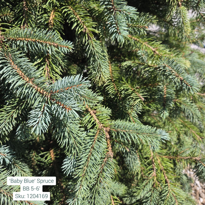 5-6 ft Baby Blue Spruce, B&B