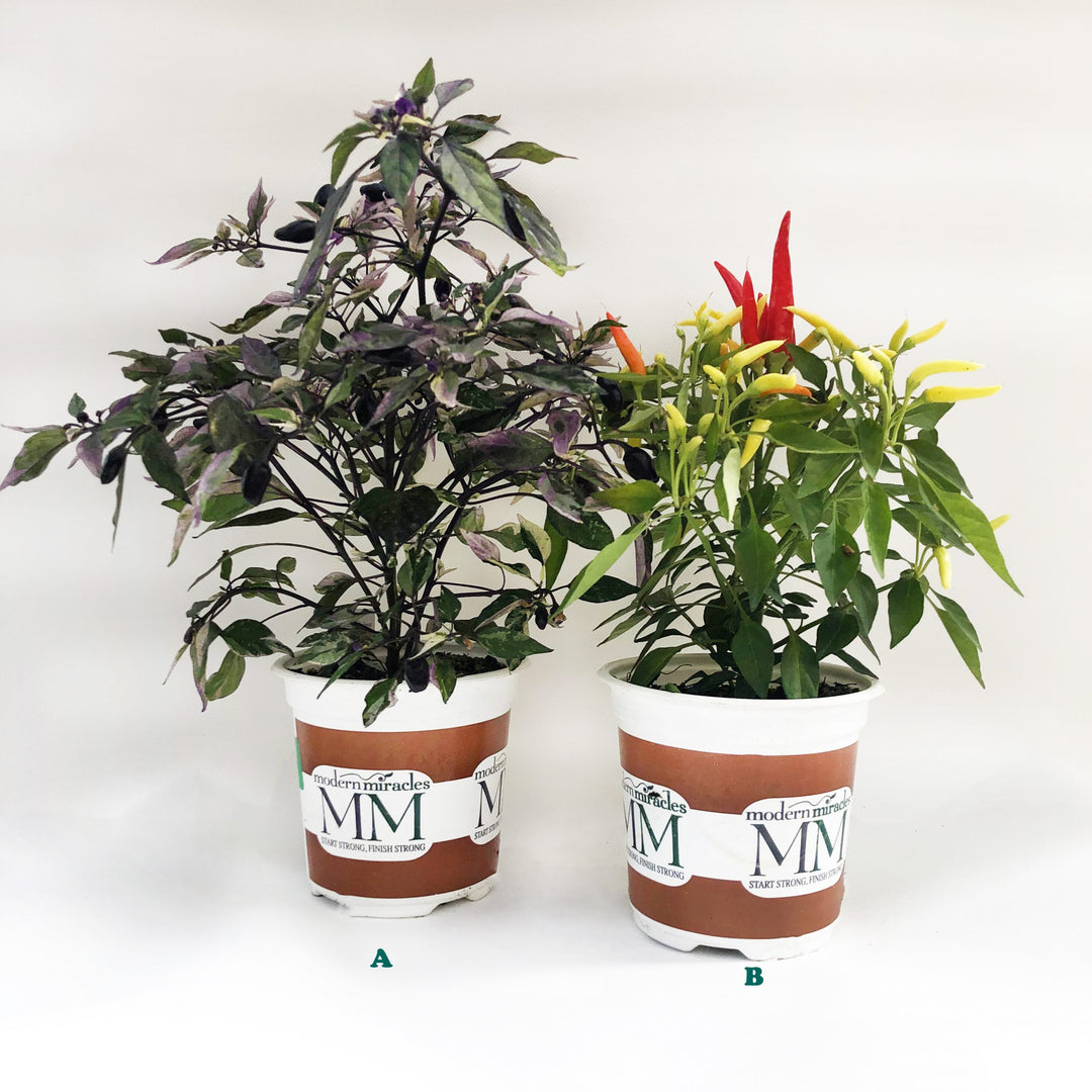 5" Ornamental Pepper Plant