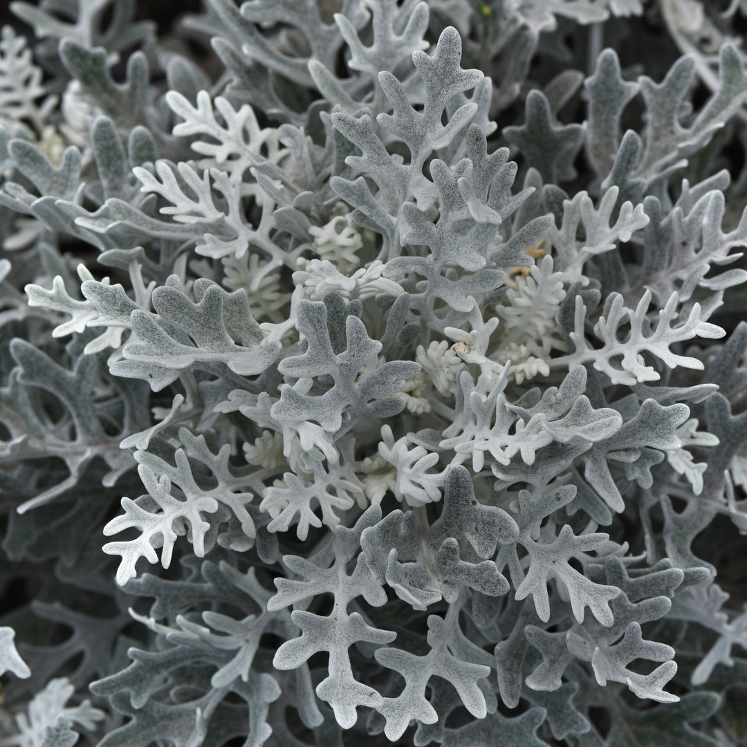Dusty Miller, Silverdust, 32-Count Jumbo Annual Tray