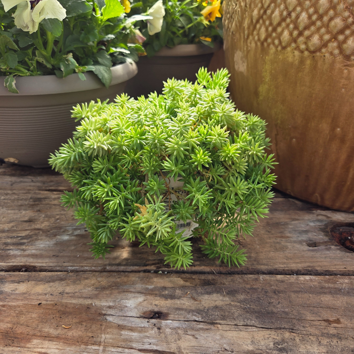 DIY Container - Fall Annual 5 Pack