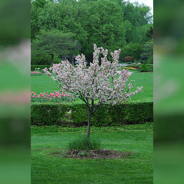 Crabapple Tree, Coralburst, B&B, 1.5" Caliper